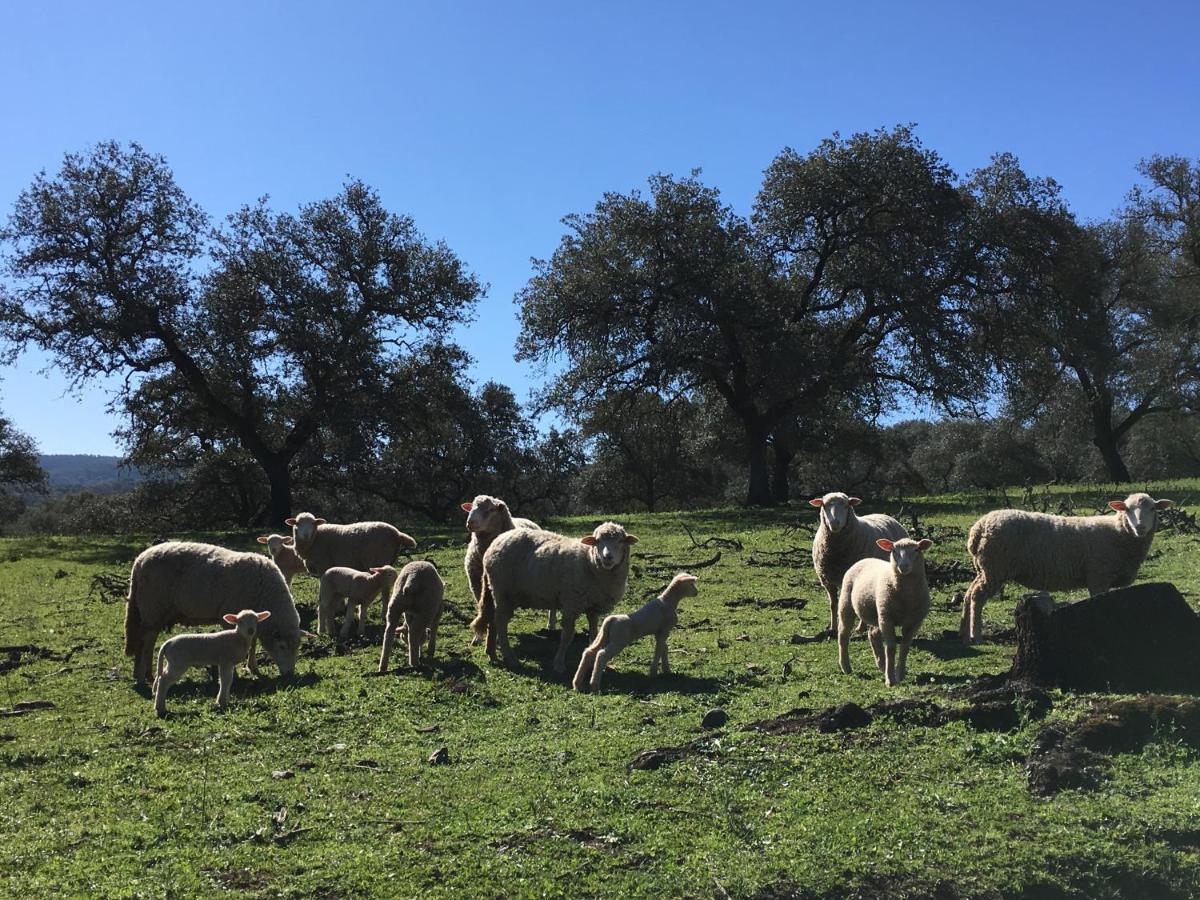 Casa Rural Monterrey Aroche Eksteriør billede